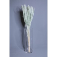 不凋花 小蘆葦 薄荷綠