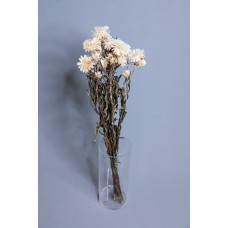 乾燥花-荷蘭麥桿菊 白 小包