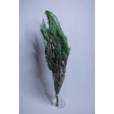 不凋花-永生柏葉DO001380-700 深綠