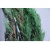 不凋花-永生柏葉DO001380-700 深綠