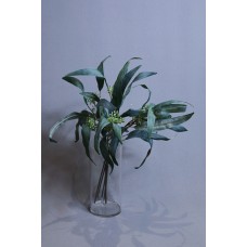 帶果變葉尤加利葉 綠 L48cm