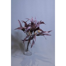 帶果變葉尤加利葉 紅 L48cm