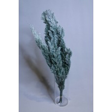 不凋花-雪松 下雪