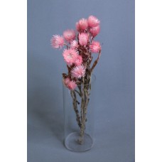 乾燥花-旱雪蓮 粉色 小