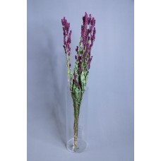 不凋花 天然乾燥花 FD003107