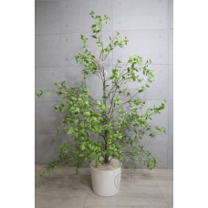 人造樹  桉樹葉擬真樹