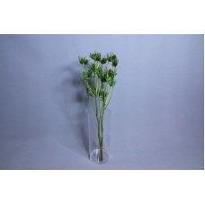 大地農園 不凋花紫薊綠