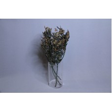 大地農園 不凋花黃連木葉綠