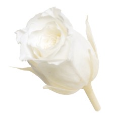 盒裝不凋花-迷你玫瑰 Vivian 24輪 純白