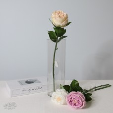 人造花 奧斯汀保濕玫瑰 粉邊