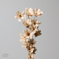 索拉花 雛菊 白