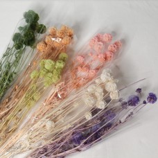乾燥花 松蟲果 小包