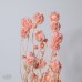 乾燥花 松蟲果 小包