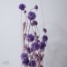 乾燥花 松蟲果 小包