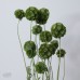 乾燥花 松蟲果 小包