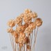 乾燥花 松蟲果 小包