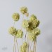 乾燥花 松蟲果 小包