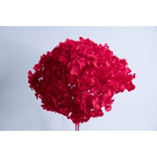 不凋花-帶桿繡球 紅