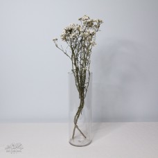 法國白梅 進口乾燥 50CM 小包
