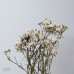 法國白梅 進口乾燥 50CM 小包