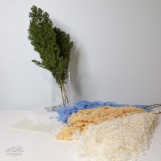 不凋蓬萊松 L50 