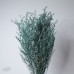 乾燥花 卡斯比亞