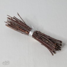 樺樹枝 原色 20cm 一梱30根