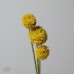 人造花-ASCA 人造金仗球A-34136010 黃 3入