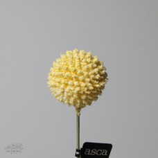 人造花-ASCA 人造金仗球A-34386020 淺黃
