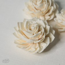 索拉大理菊白色