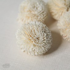 索拉乒乓菊3cm白色