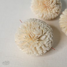 索拉乒乓菊5cm 白色