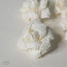 索拉槴子花白色