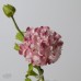 人造花-ASCA 人造花A-34615055W 粉白