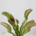 人造多肉-MAGIQ FG005340Dionaea MuscipulaGREEN