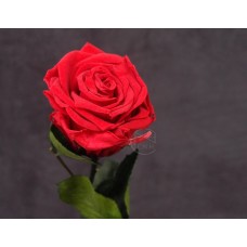 不凋花-Florever 單枝玫瑰 165-51113-5 (櫻桃紅)