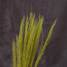 不凋花-日本大地農園 Peacock Grass 孔雀草 Green