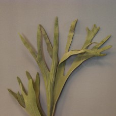 人造多肉-ASCA A-42254-51FPlatycerium willinckii鹿角蕨(綠)