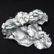 乾燥花-大地農園 Coin leaf硬幣葉銀