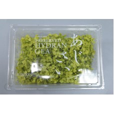 盒裝不凋花-不凋花 Hydrangea Green