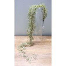 人造葉-空氣草藤 
