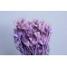 乾燥花-小百合 紫色