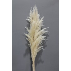 乾燥花-乾燥花 蘆葦 長度約120cm