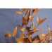 乾燥花-永生樺木葉 義大利 黃 小包