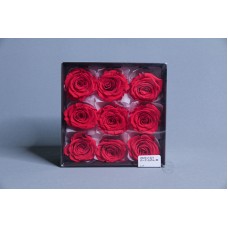 盒裝不凋花-大地農園 玫瑰Rose KanonM9輪(紅)