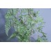 人造葉 蕨葉 深綠 L95cm