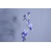 人造花-ASCA 人造甜碗豆A-34639009P 藍紫