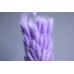 乾燥花-兔尾草 大 紫