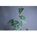 人造葉 帶根3叉觀音竹芋葉 白綠色