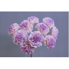 乾燥花 康乃馨索拉 噴色 紫 5CM